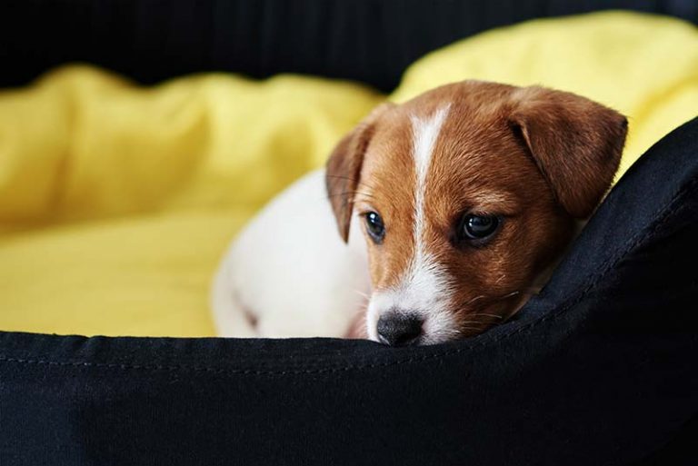 por que tienen miedo los cachorros a los petardos