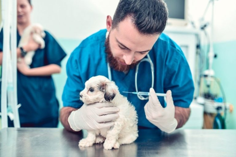 Proceso de vacunación para cachorros