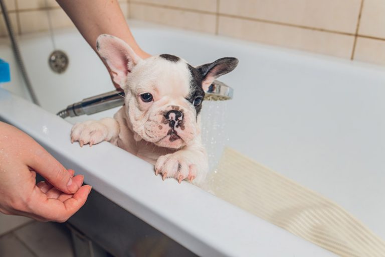 baño cachorro como hacerlo bien