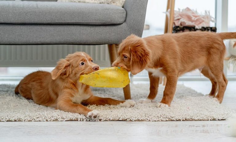 cachorros intranquilos jugando