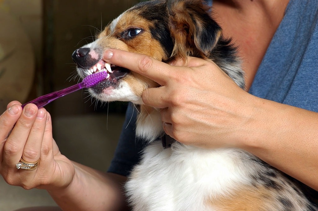Muda de dientes en cachorros